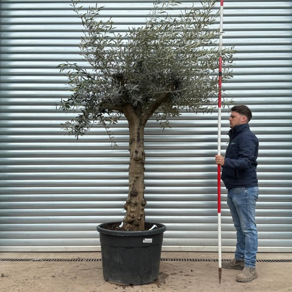 Olive Trees | Branched Olive Trees | 22194