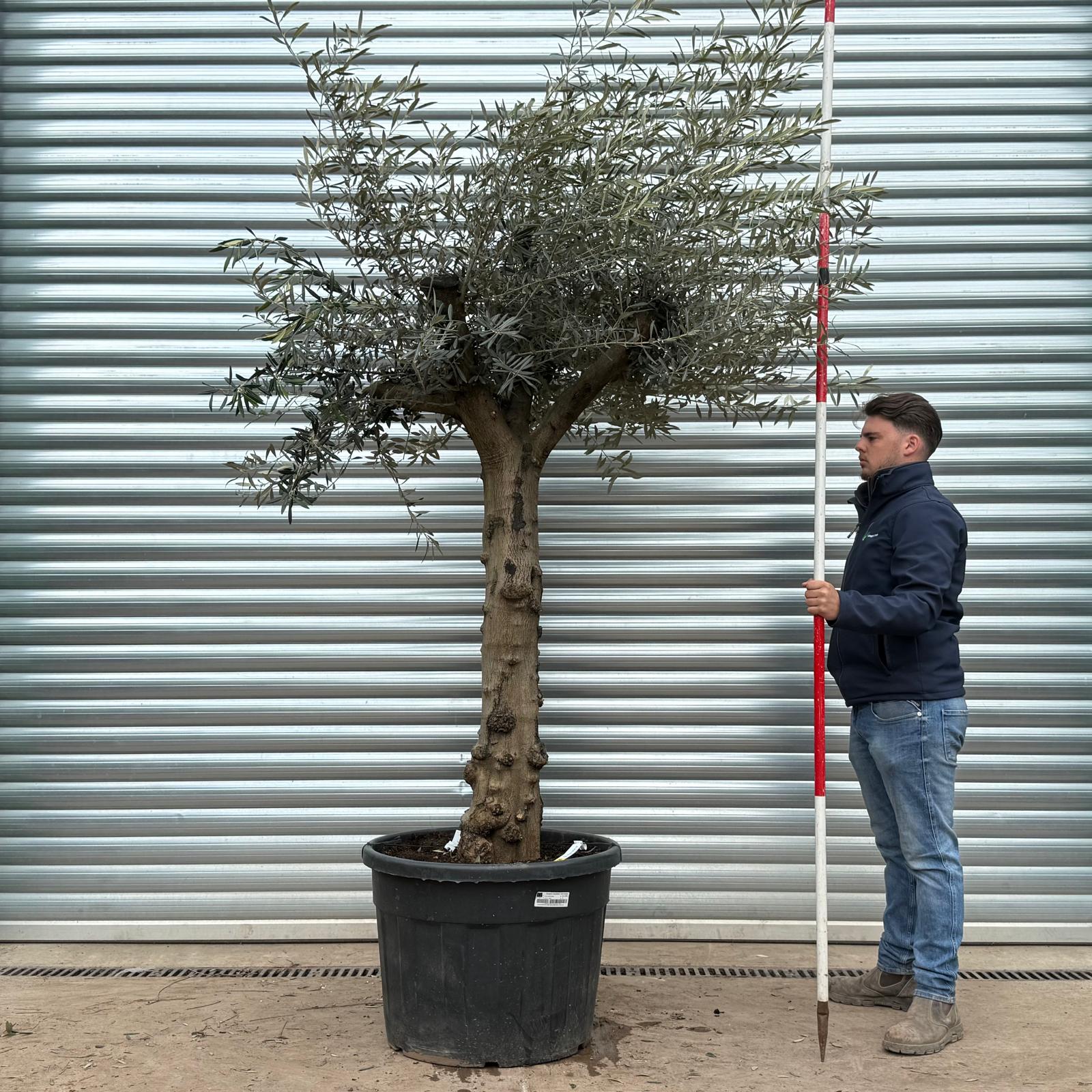 Olive Trees | Branched Olive Trees | 22194