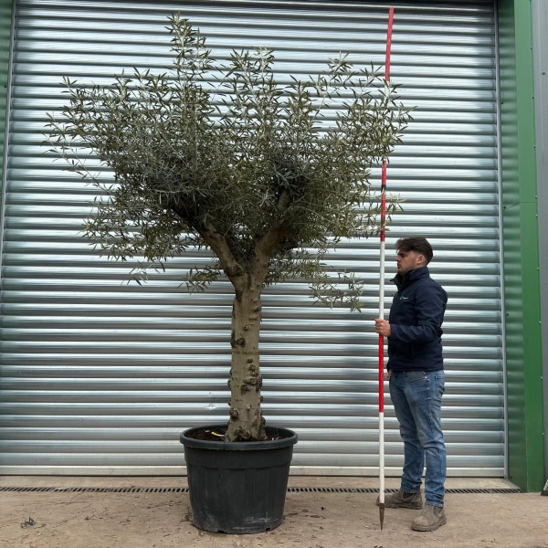 Olive Trees | Branched Olive Trees | 22195