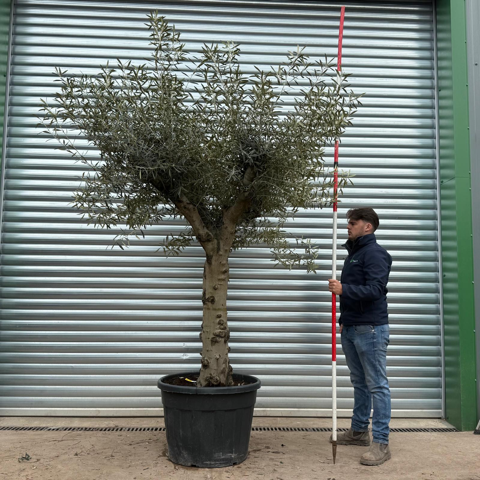 Olive Trees | Branched Olive Trees | 22195