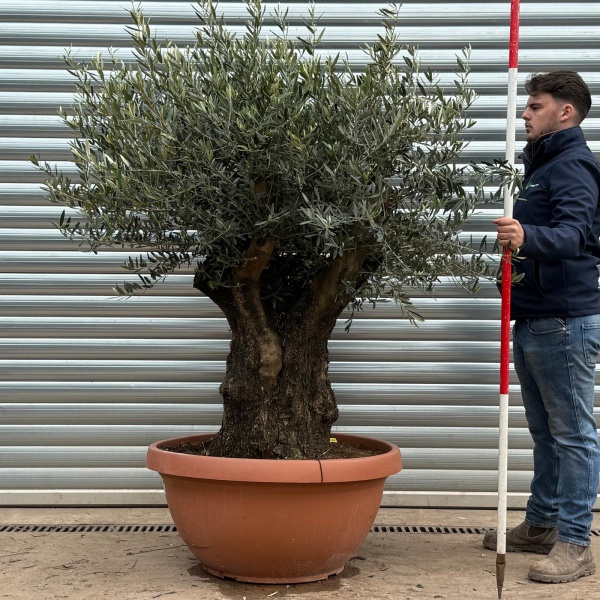 Olive Trees | Ancient Olive Trees | 22196