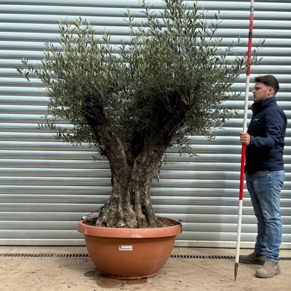 Olive Trees | Ancient Olive Trees | 22197