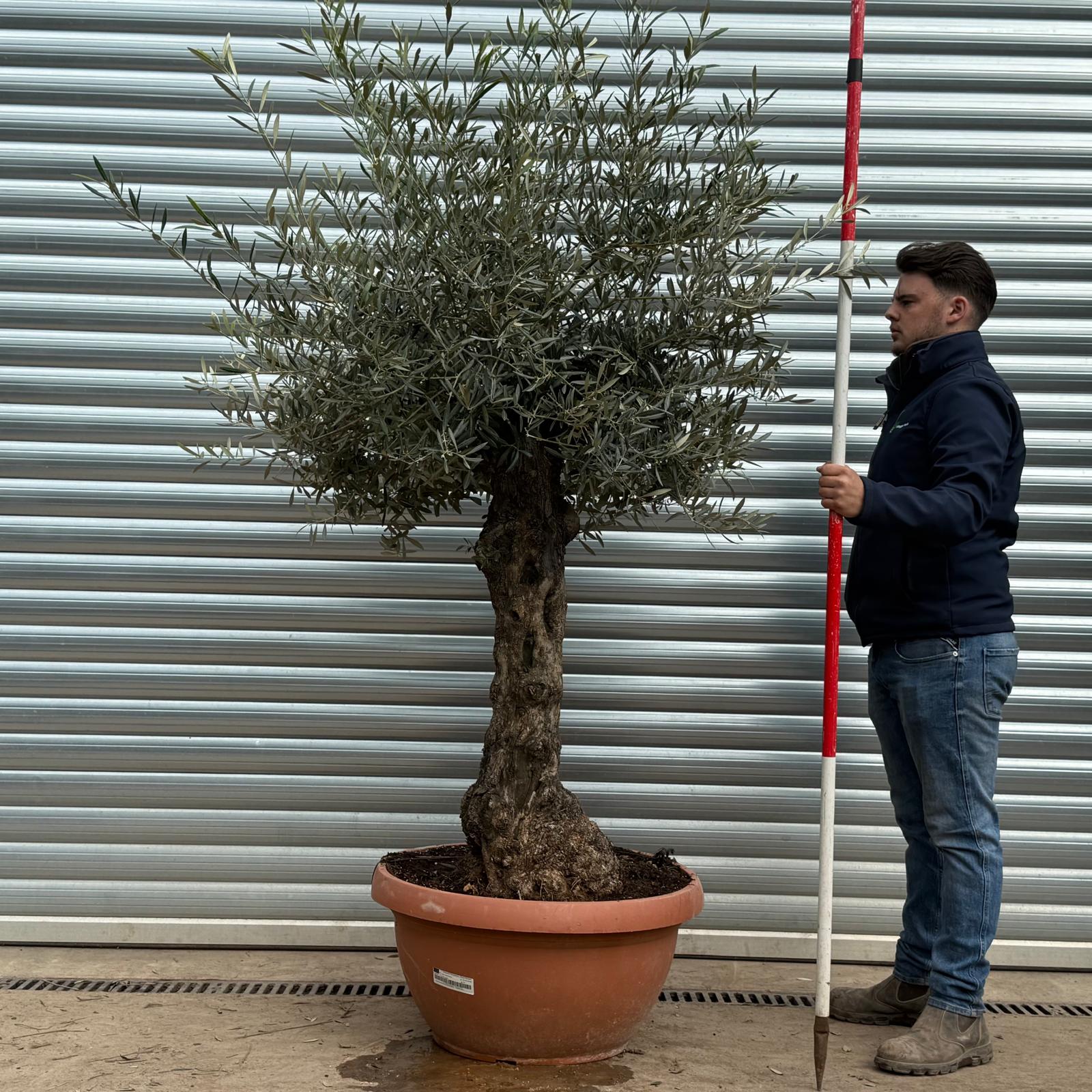 Olive Trees | Gnarly Olive Trees | 22198