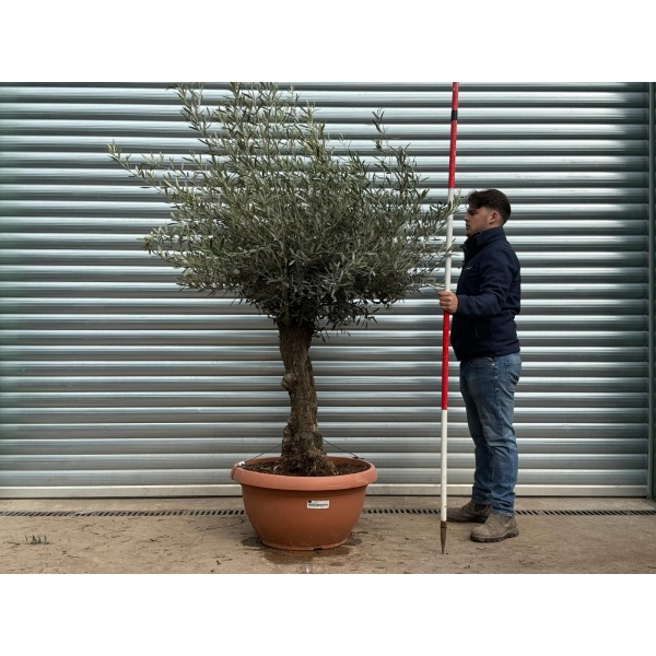 Olive Trees | Gnarly Olive Trees | 22199