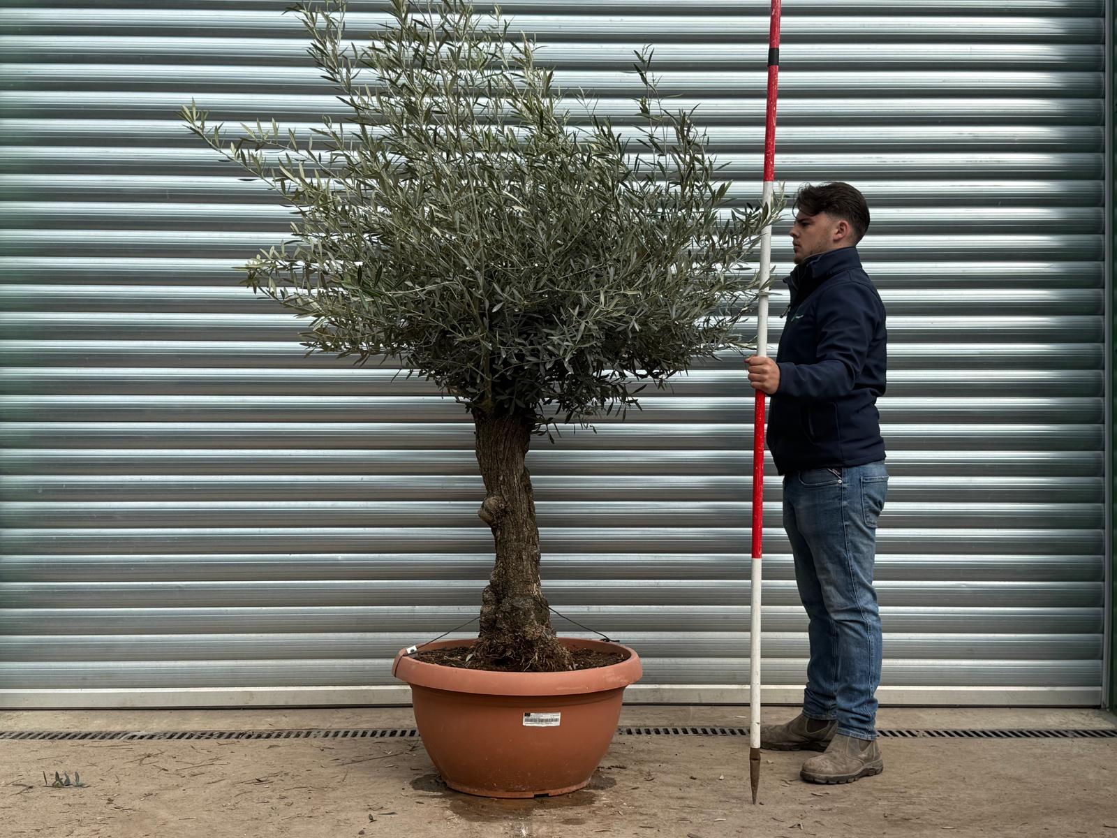 Olive Trees | Gnarly Olive Trees | 22199