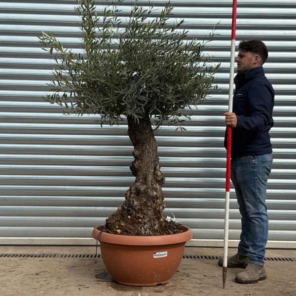 Olive Trees | Gnarly Olive Trees | 22200