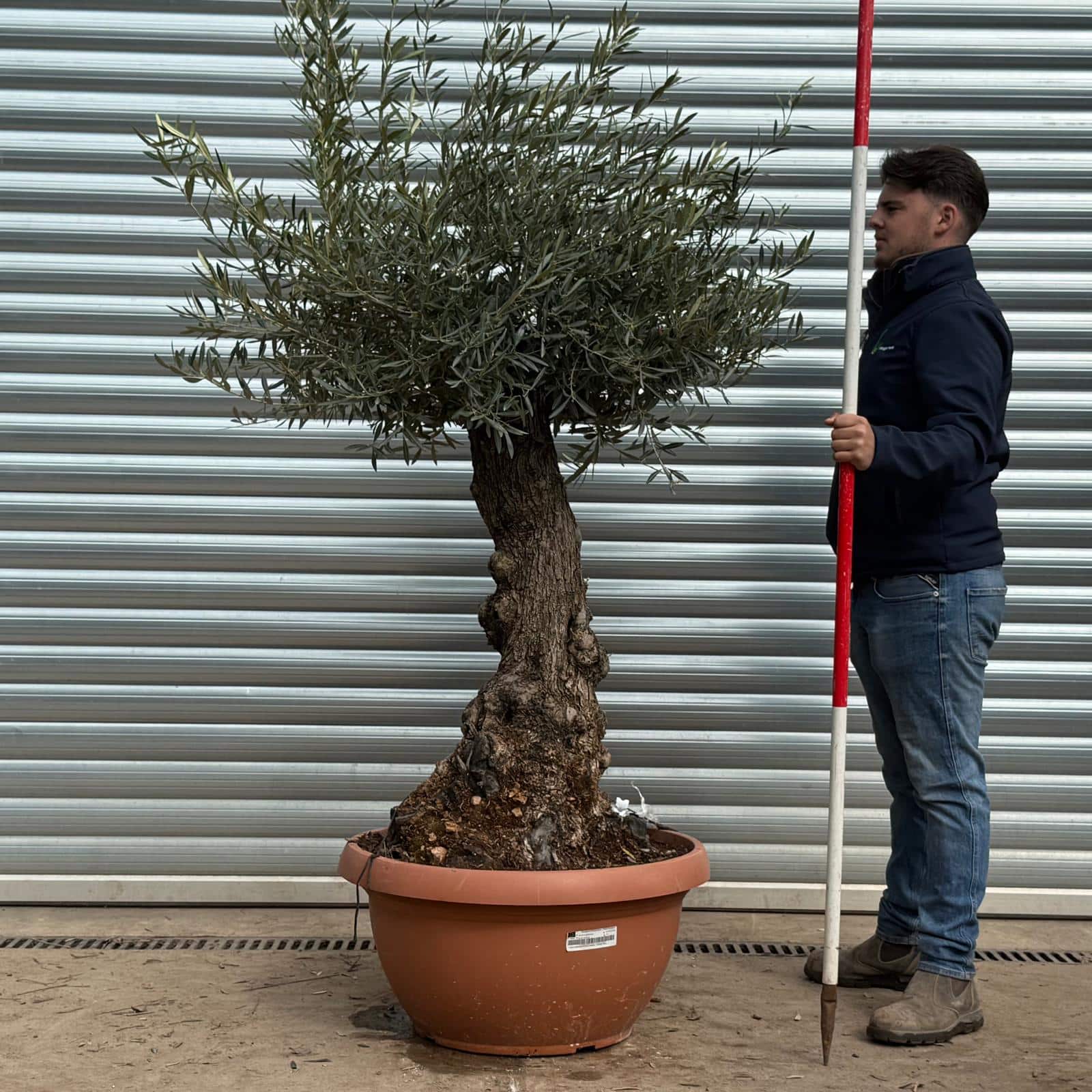 Olive Trees | Gnarly Olive Trees | 22200