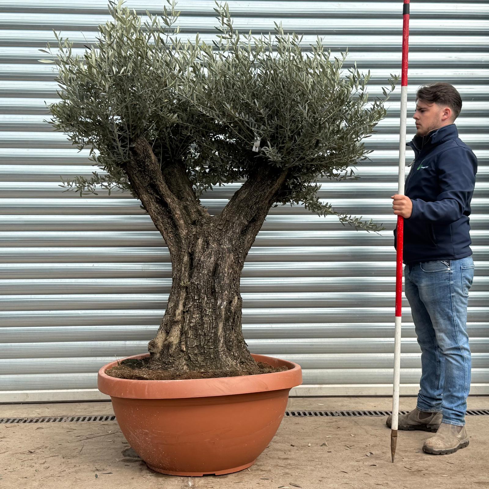 Olive Trees | Ancient Olive Trees | 22201