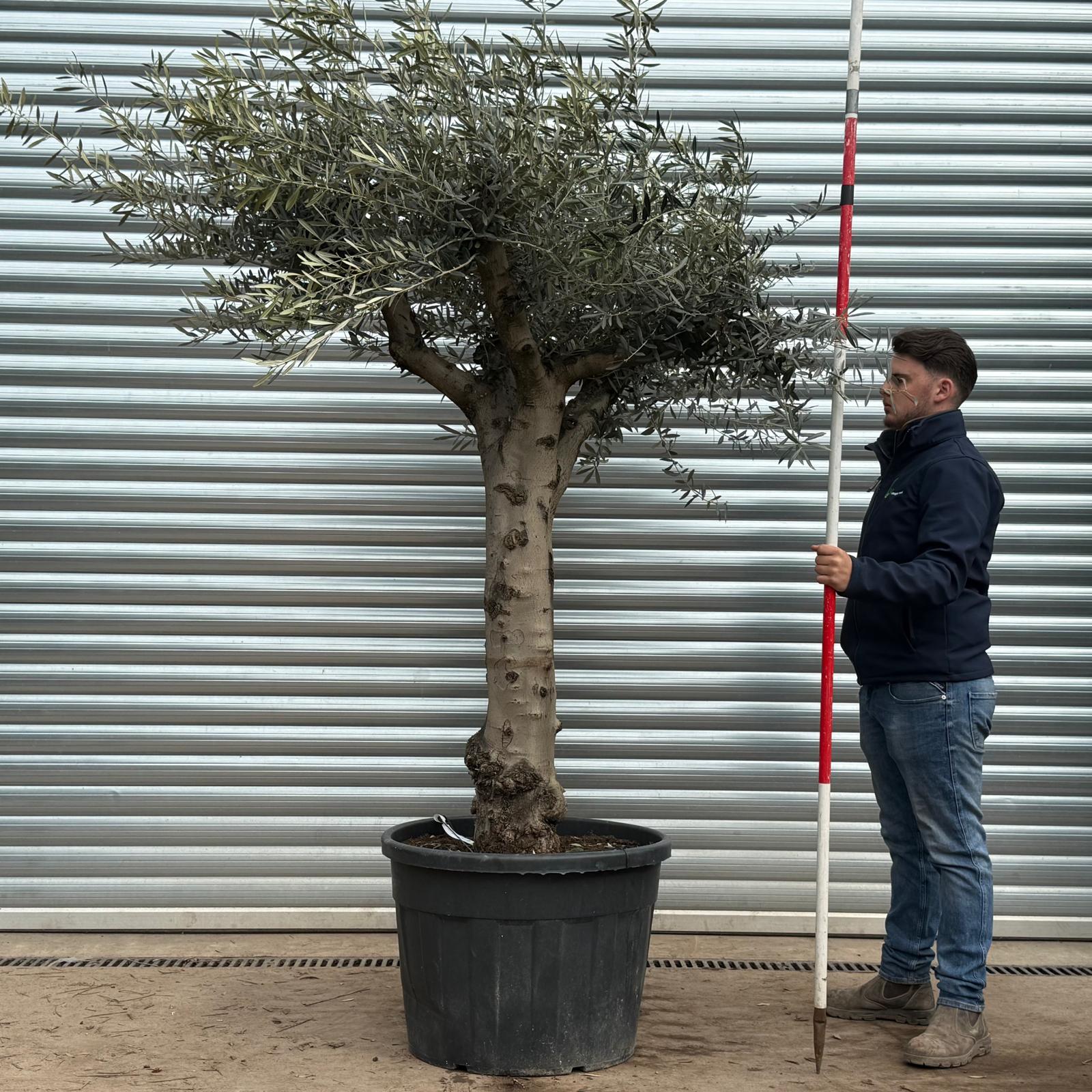 Olive Trees | Branched Olive Trees | 22203