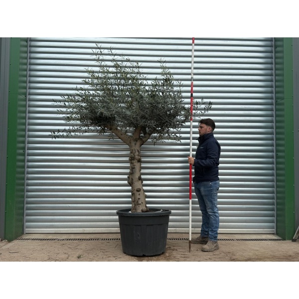 Olive Trees | Branched Olive Trees | 22204