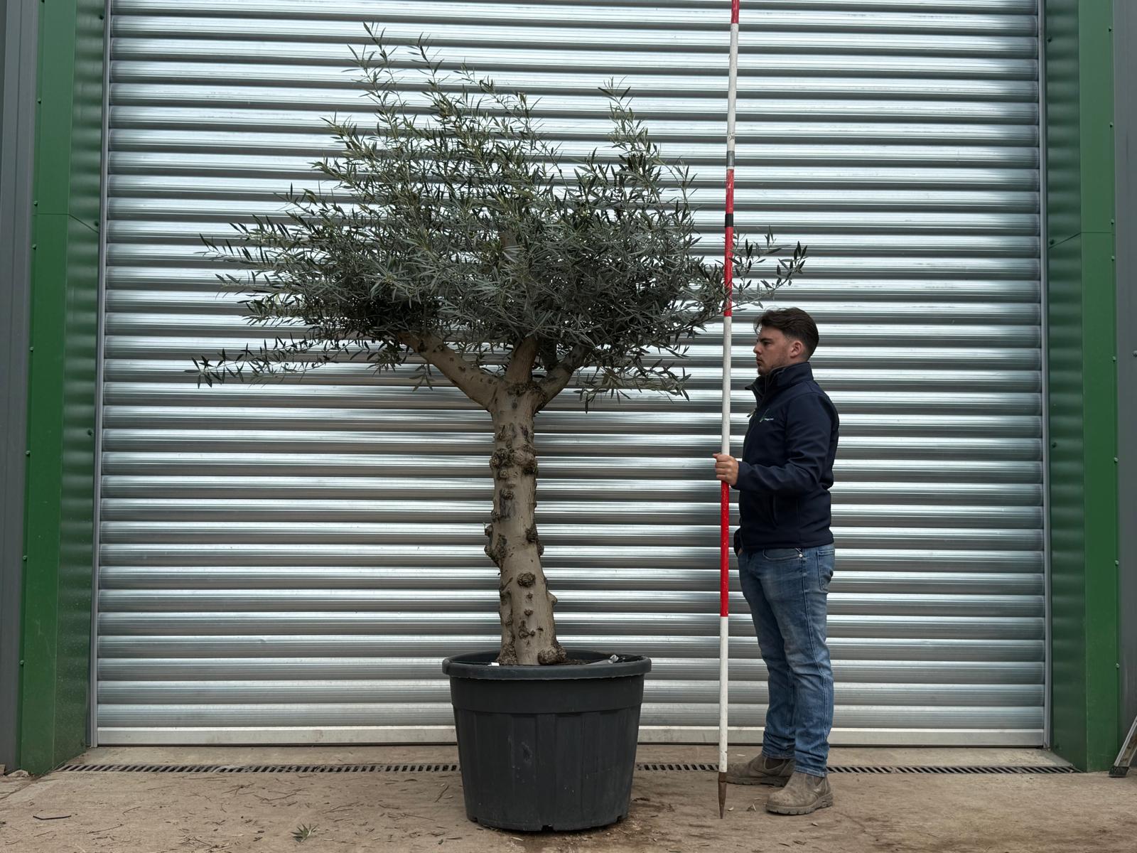 Olive Trees | Branched Olive Trees | 22204