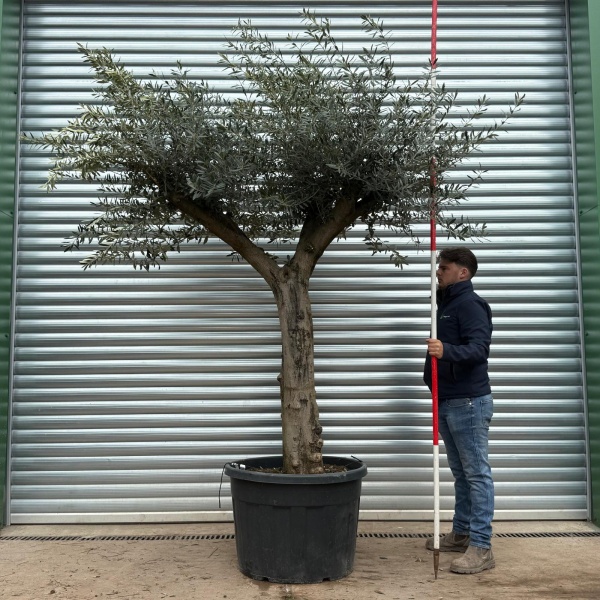 Olive Trees | Branched Olive Trees | 22205