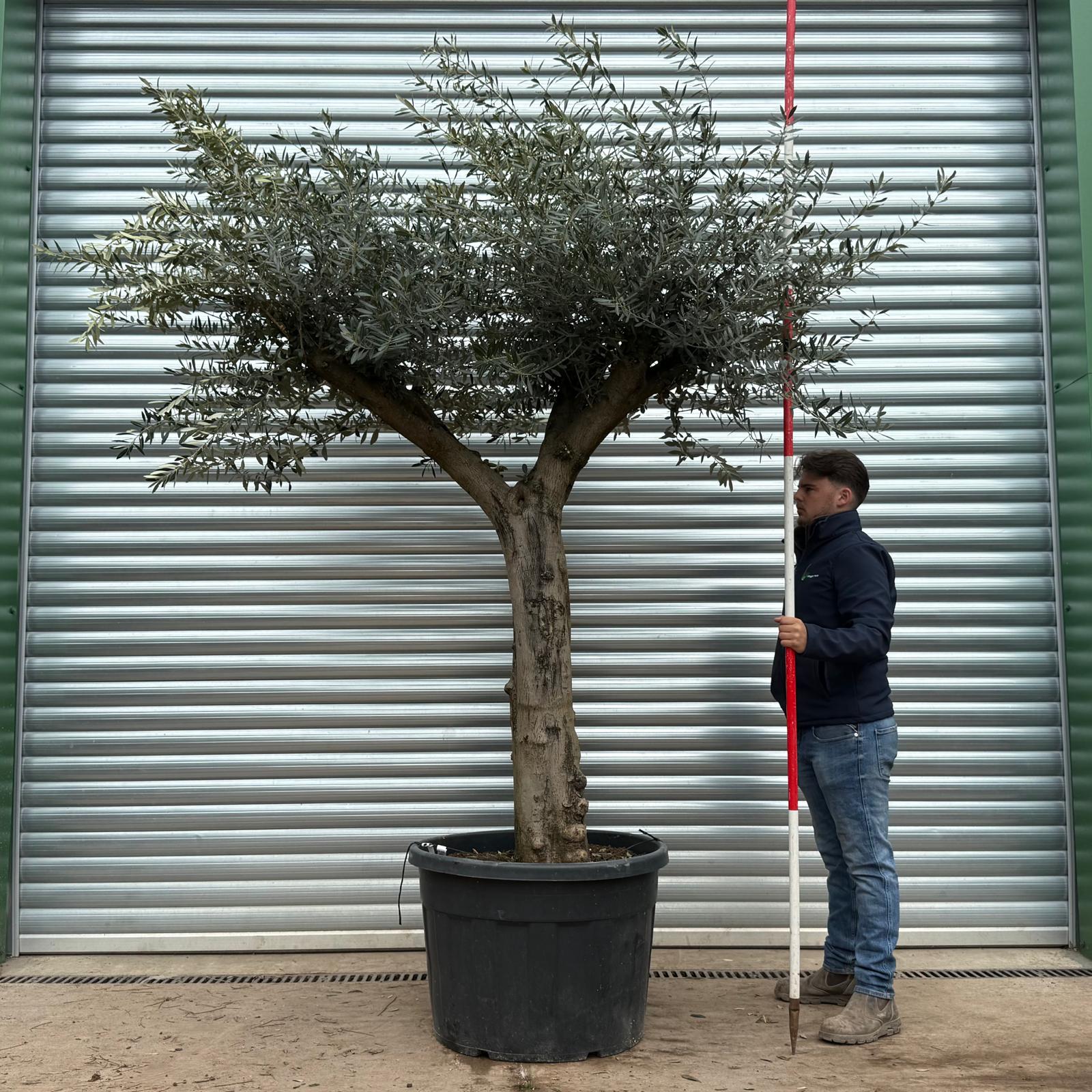 Olive Trees | Branched Olive Trees | 22205