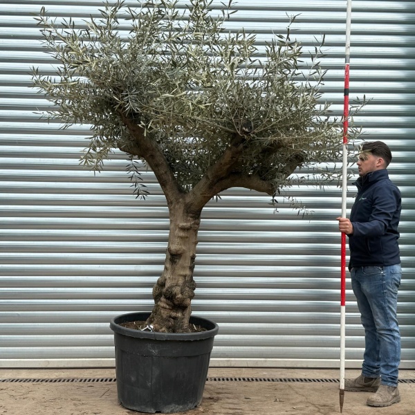 Olive Trees | Branched Olive Trees | 22206