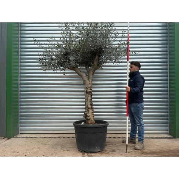 Olive Trees | Branched Olive Trees | 22207