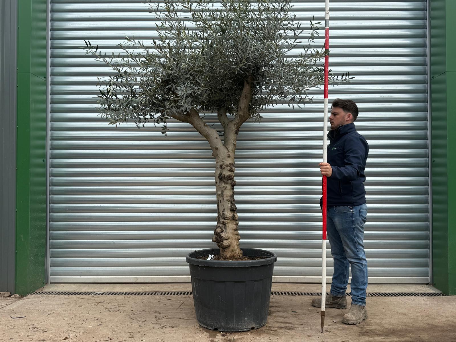 Olive Trees | Branched Olive Trees | 22207