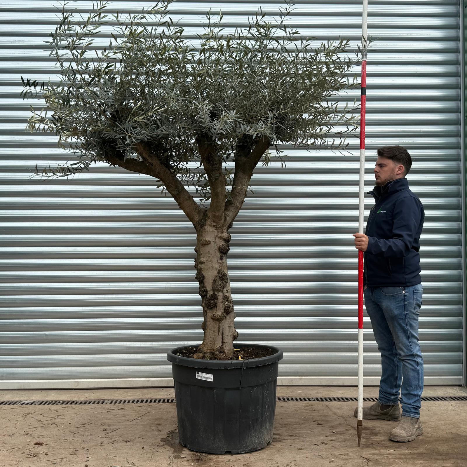 Olive Trees | Branched Olive Trees | 22208