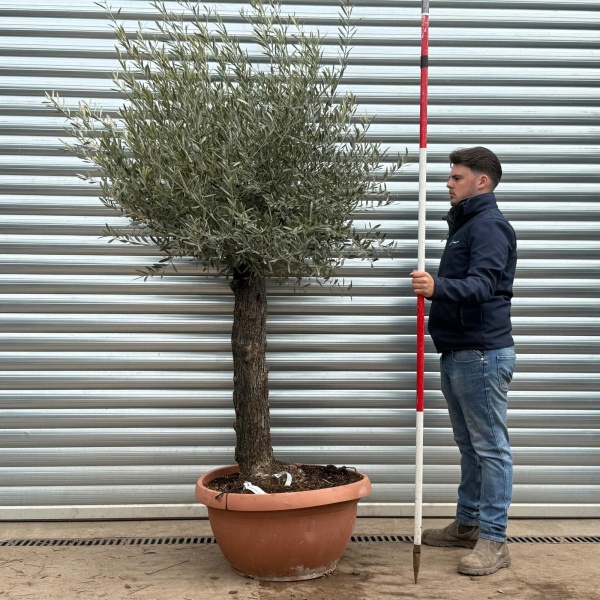 Olive Trees | Gnarly Olive Trees | 22209