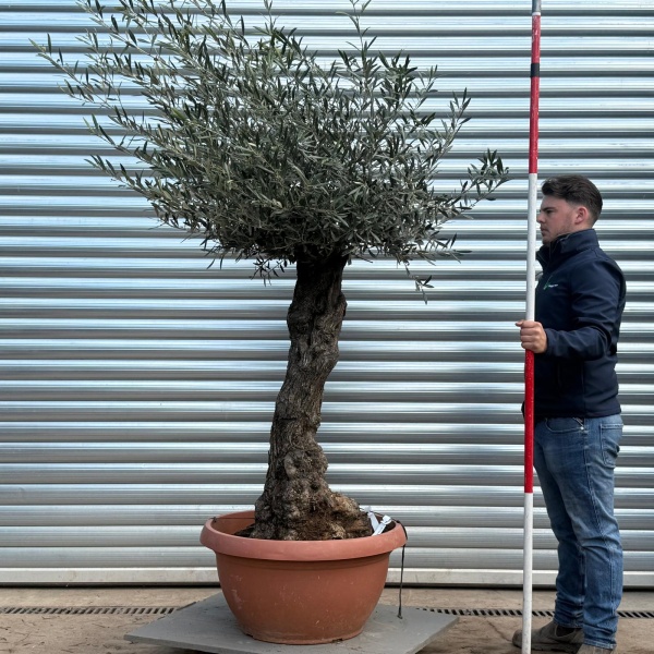 Olive Trees | Gnarly Olive Trees | 22210