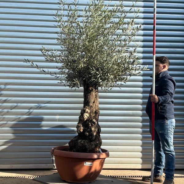 Olive Trees | Gnarly Olive Trees | 22211