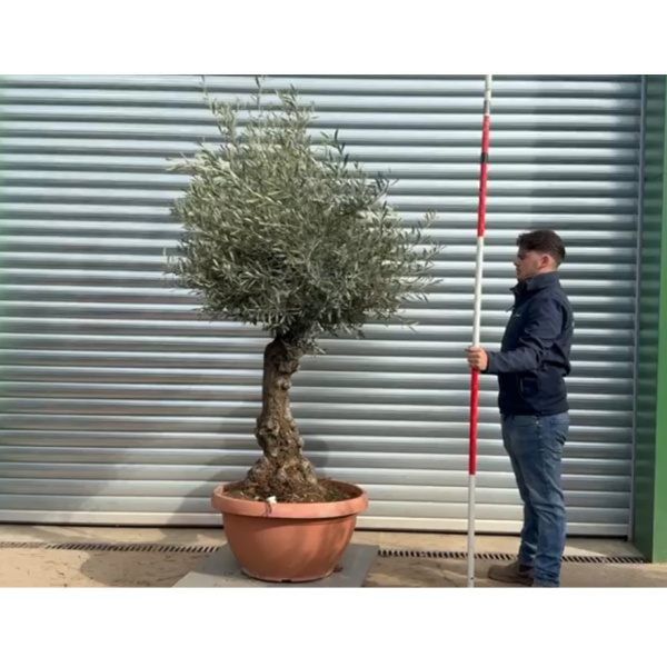 Olive Trees | Gnarly Olive Trees | 22212