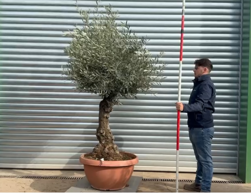 Olive Trees | Gnarly Olive Trees | 22212