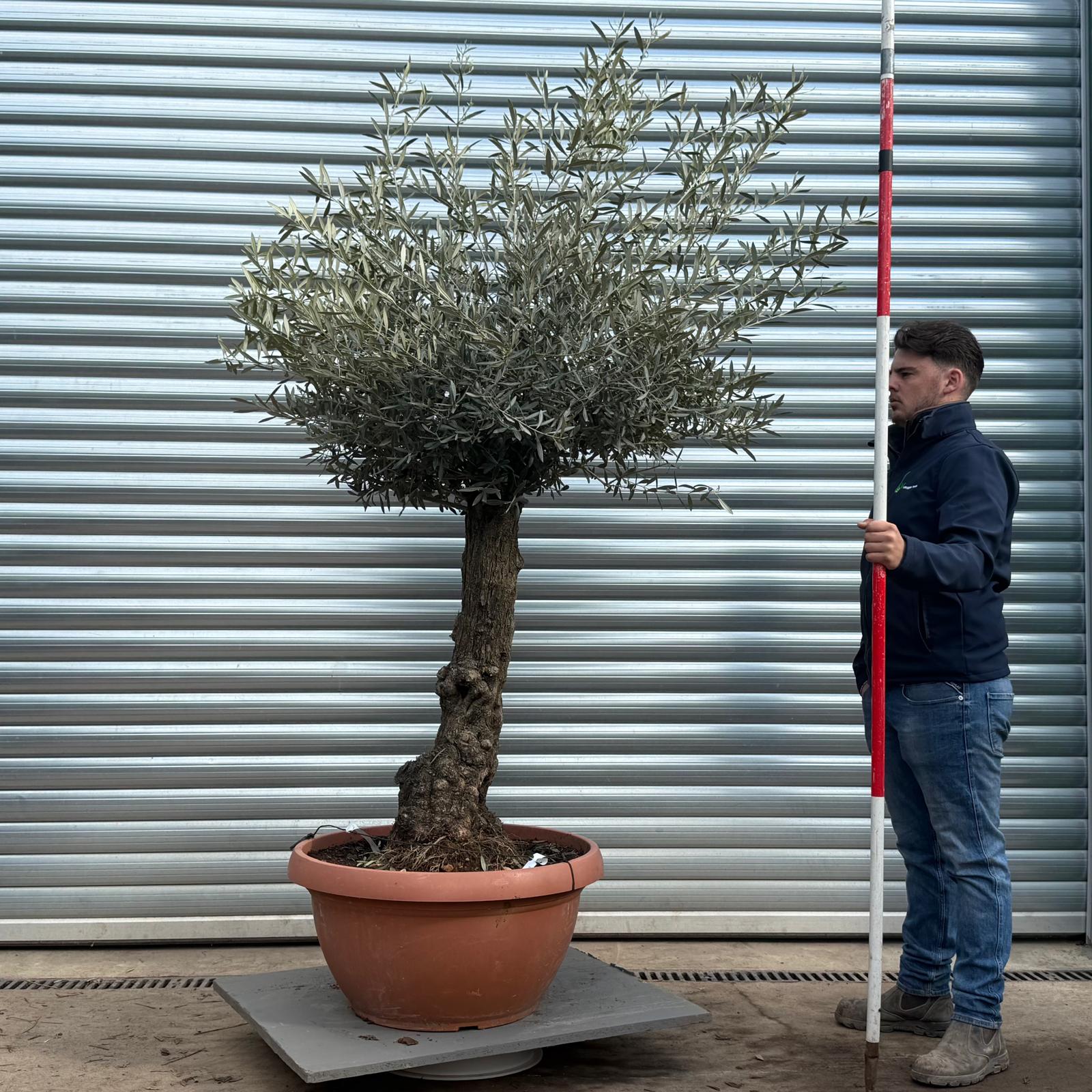 Olive Trees | Gnarly Olive Trees | 22214