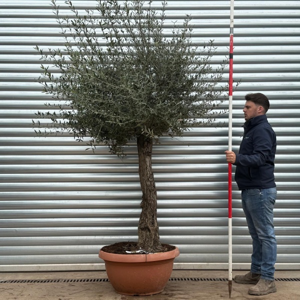 Olive Trees | Gnarly Olive Trees | 22215