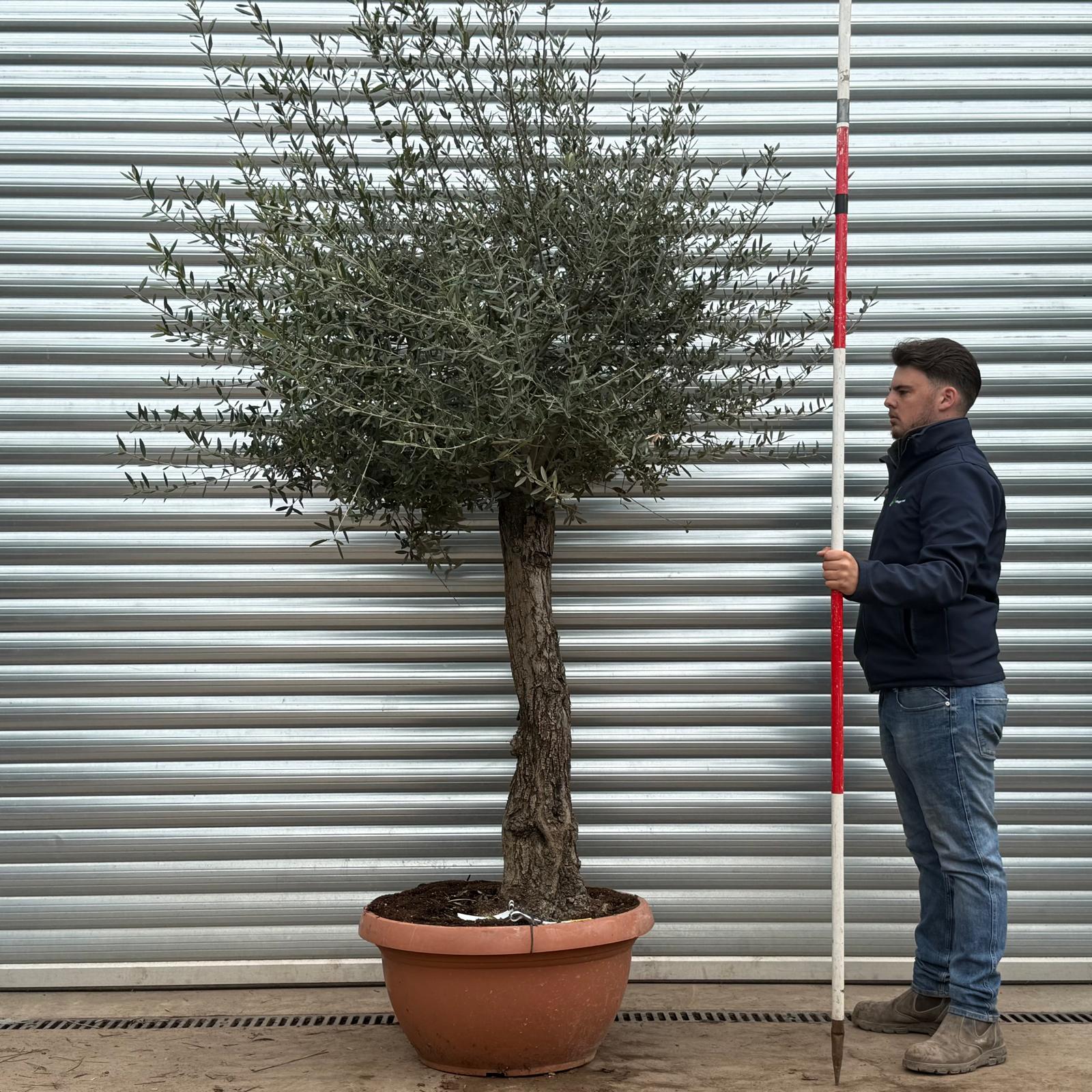 Olive Trees | Gnarly Olive Trees | 22215