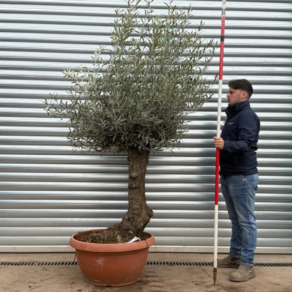 Olive Trees | Gnarly Olive Trees | 22216