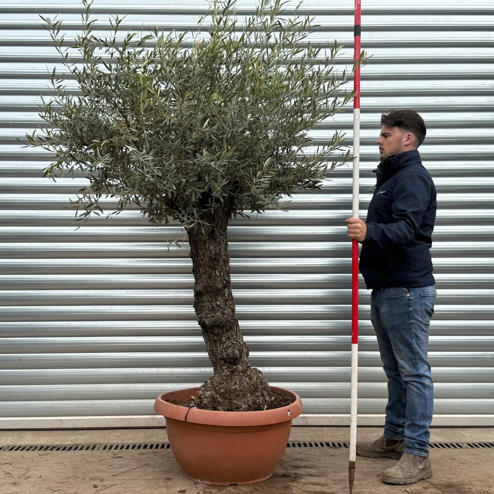 Olive Trees | Gnarly Olive Trees | 22217