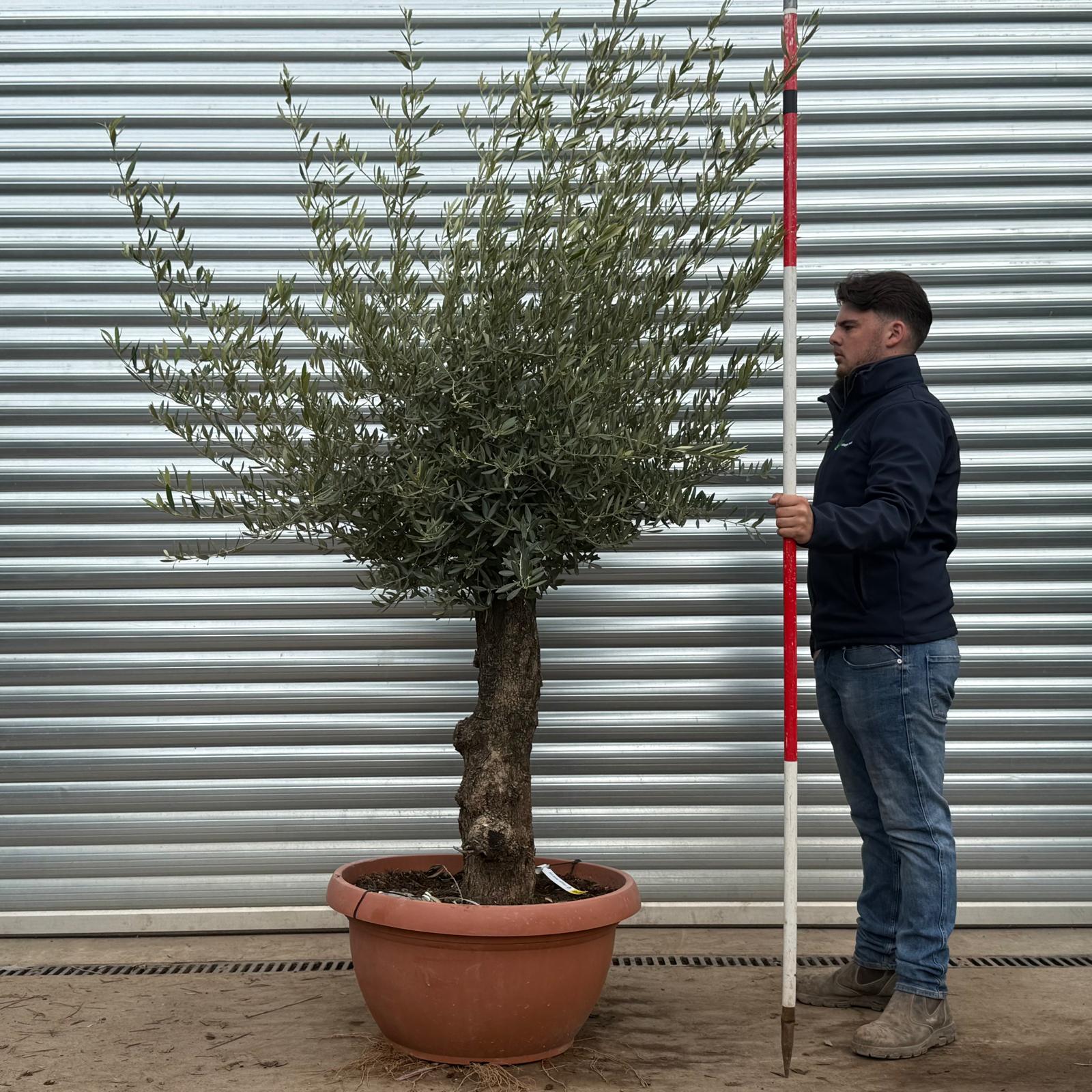 Olive Trees | Old Olive Trees | 22218