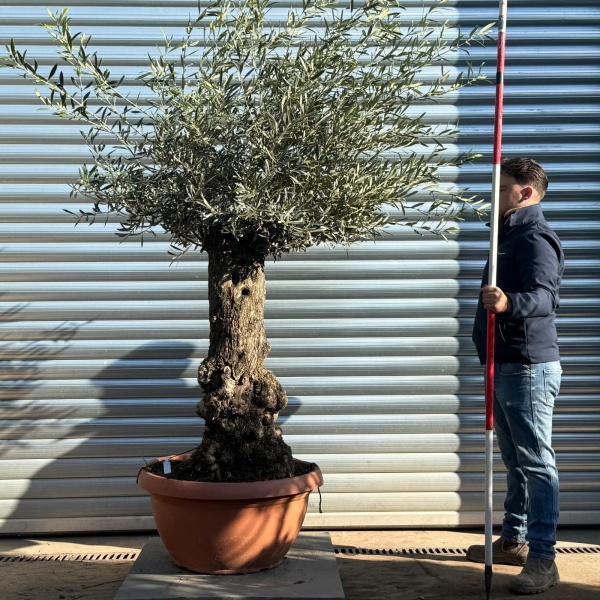 Olive Trees | Gnarly Olive Trees | 22219