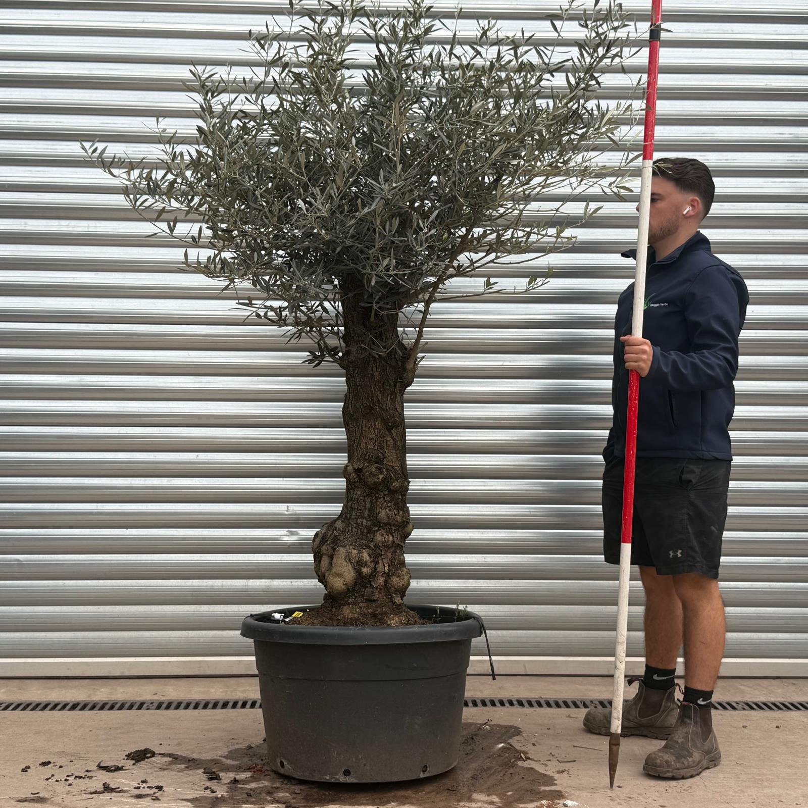 Olive Trees | Branched Olive Trees | 22226