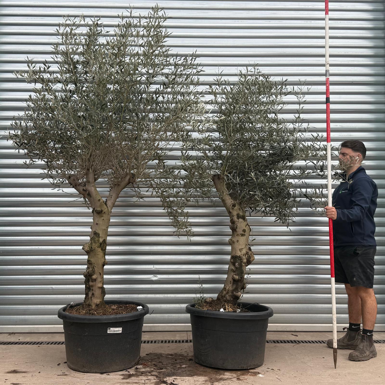 Olive Trees | Branched Olive Trees | DUO 22227 30