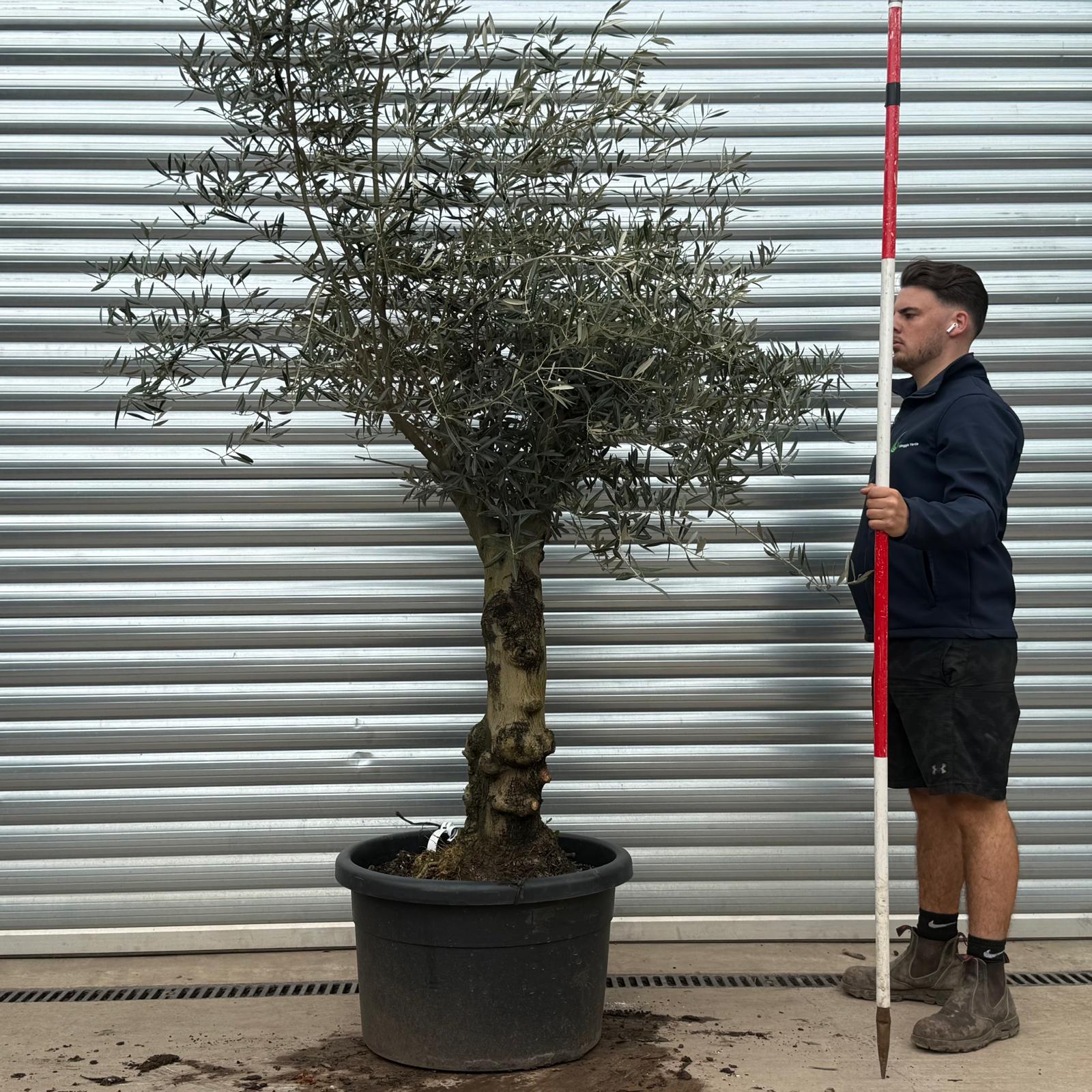 Olive Trees | Branched Olive Trees | 22229