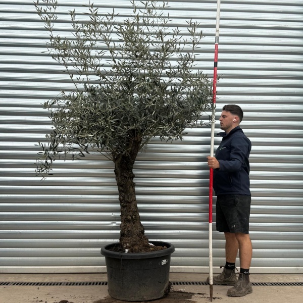 Olive Trees | Branched Olive Trees | 22231