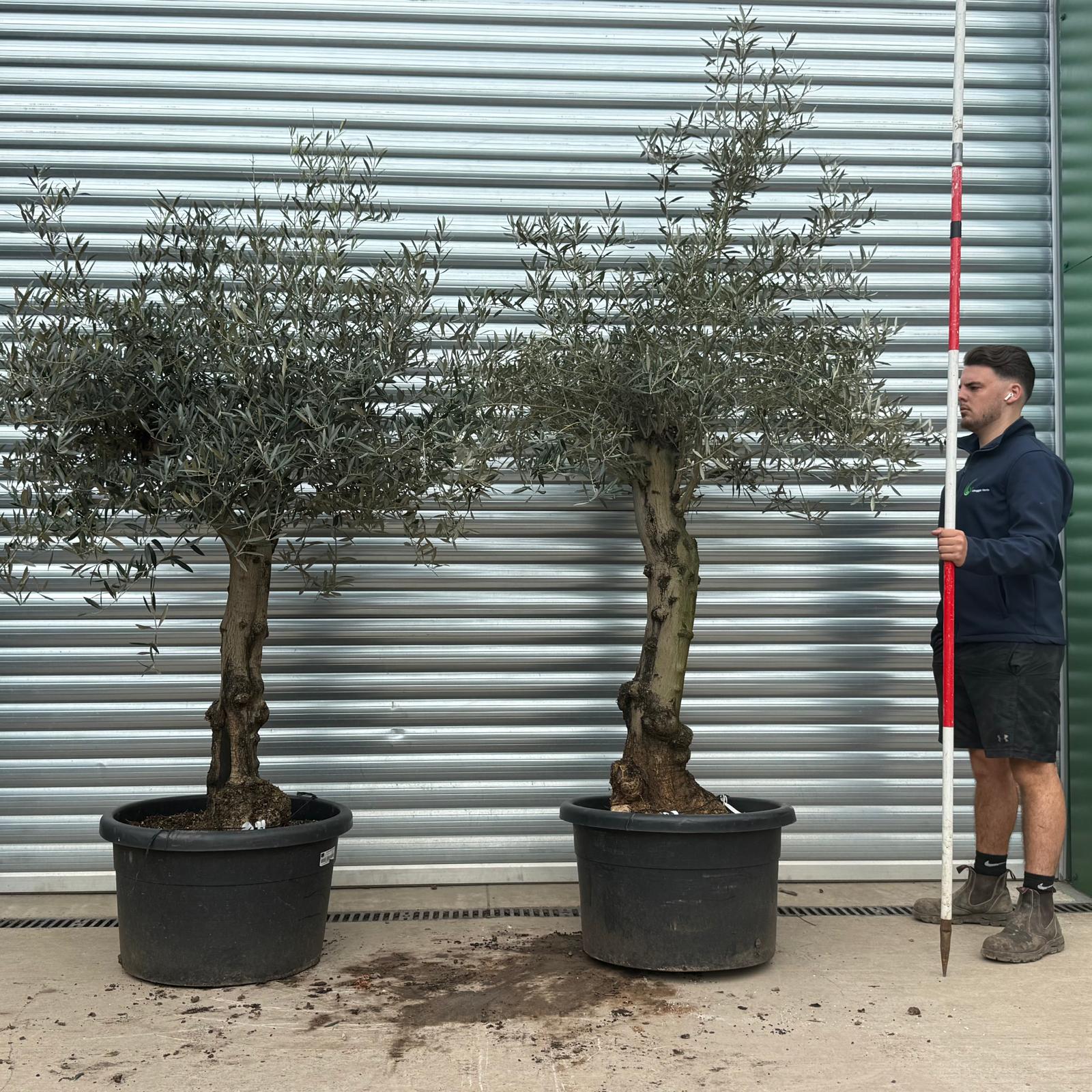 Olive Trees | Branched Olive Trees | DUO 22232 33
