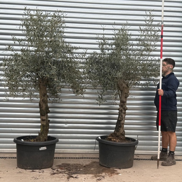 Olive Trees | Branched Olive Trees | DUO 22234 36