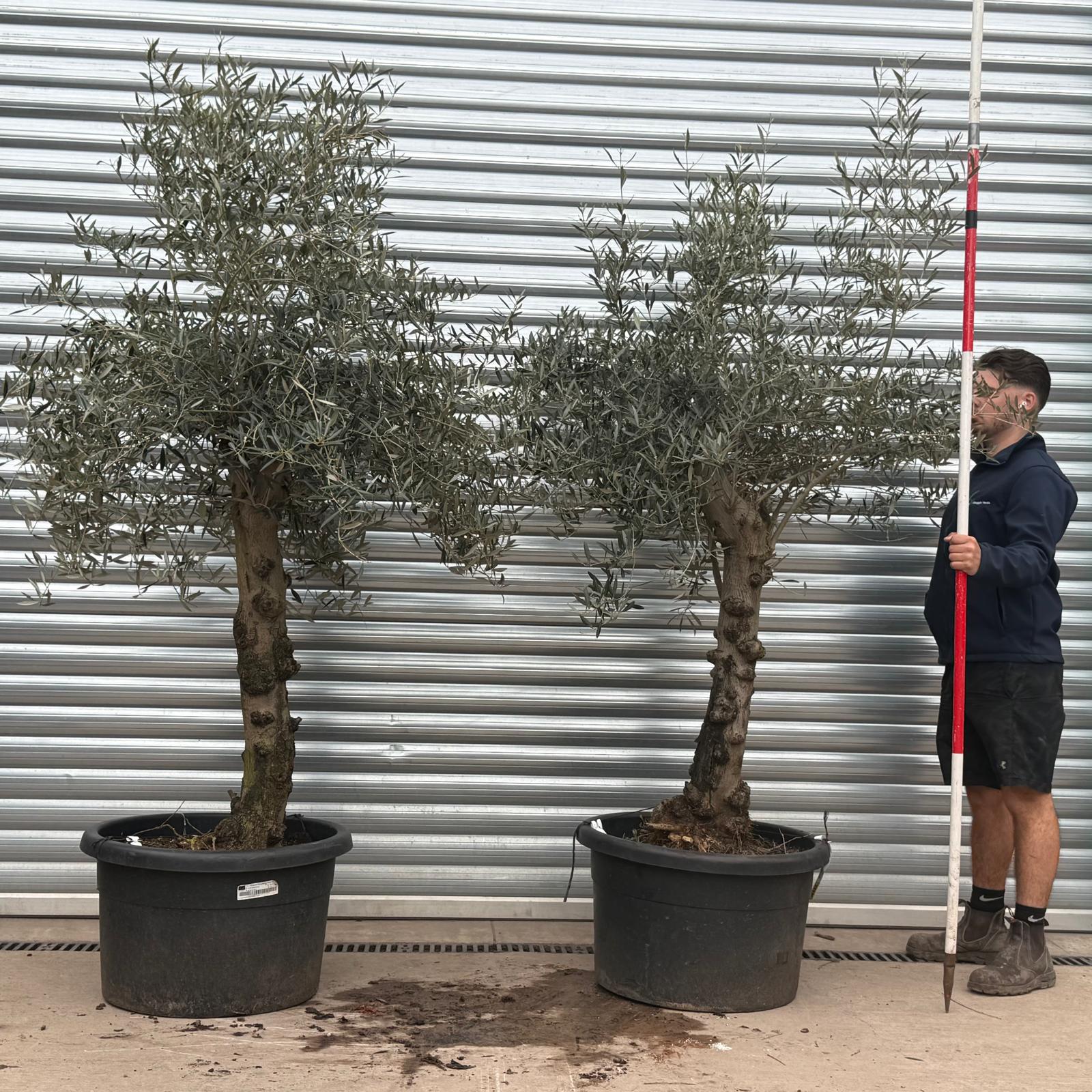 Olive Trees | Branched Olive Trees | DUO 22234 36