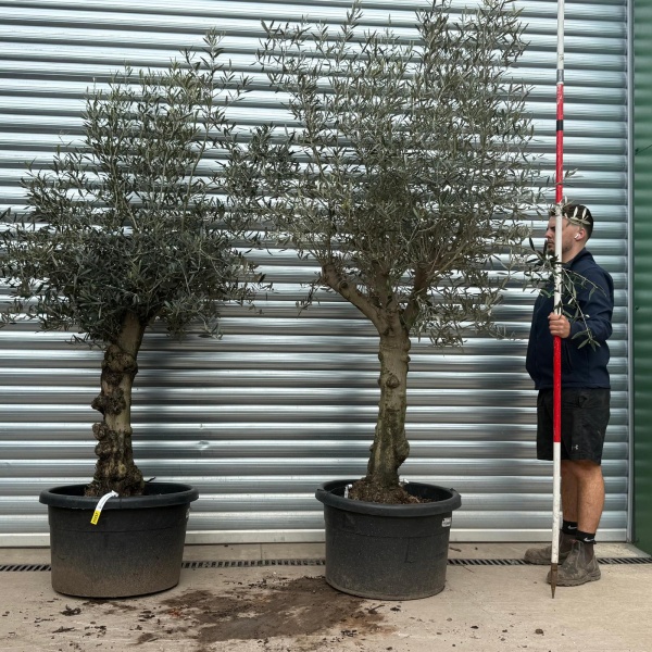 Olive Trees | Branched Olive Trees | DUO 22235 37