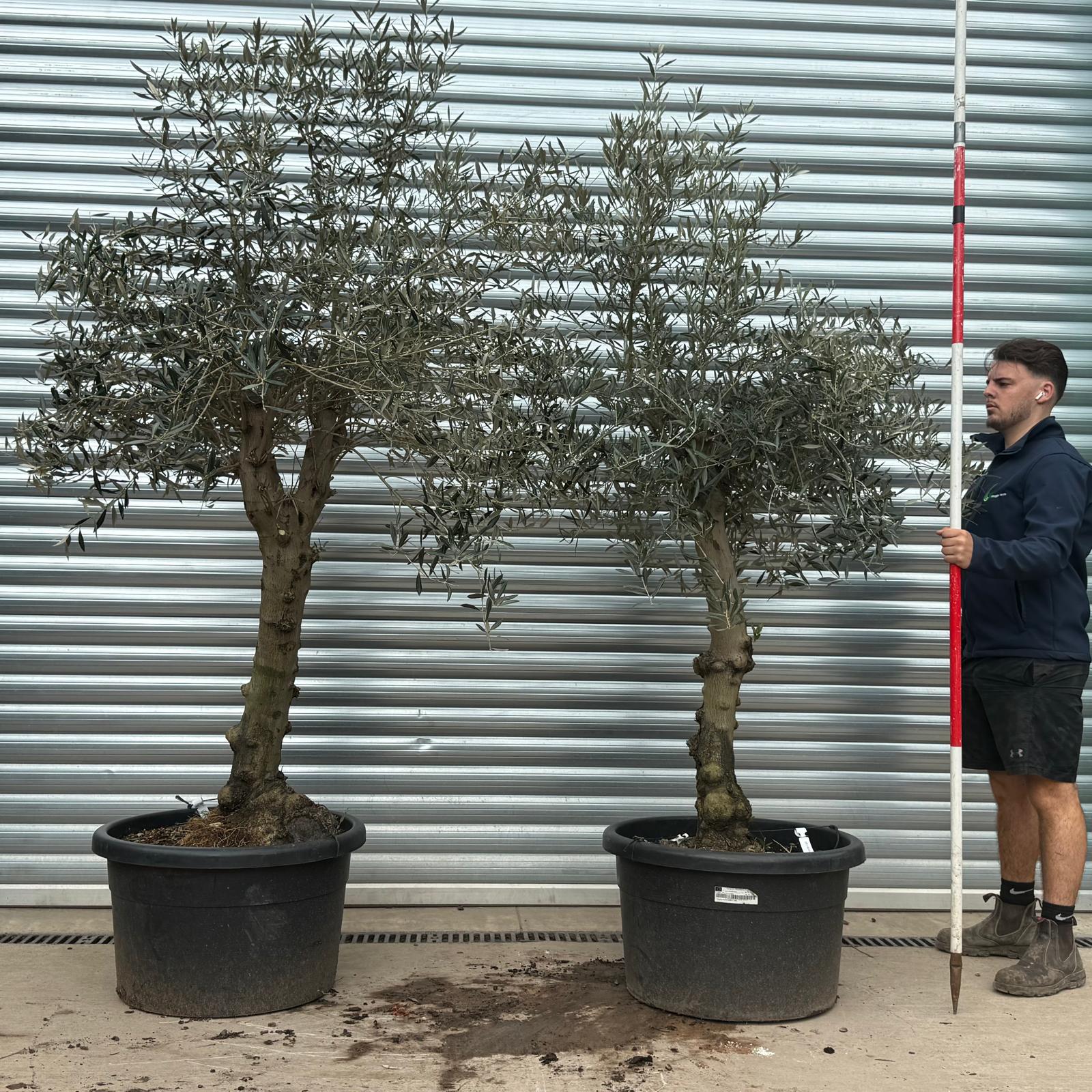 Olive Trees | Branched Olive Trees | DUO 22238 39