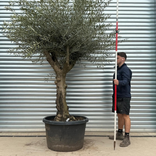 Olive Trees | Branched Olive Trees | 22240