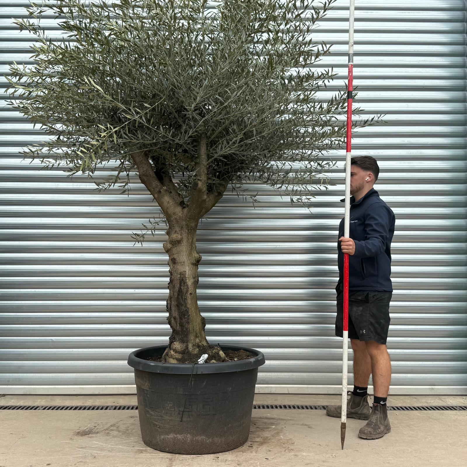 Olive Trees | Branched Olive Trees | 22240