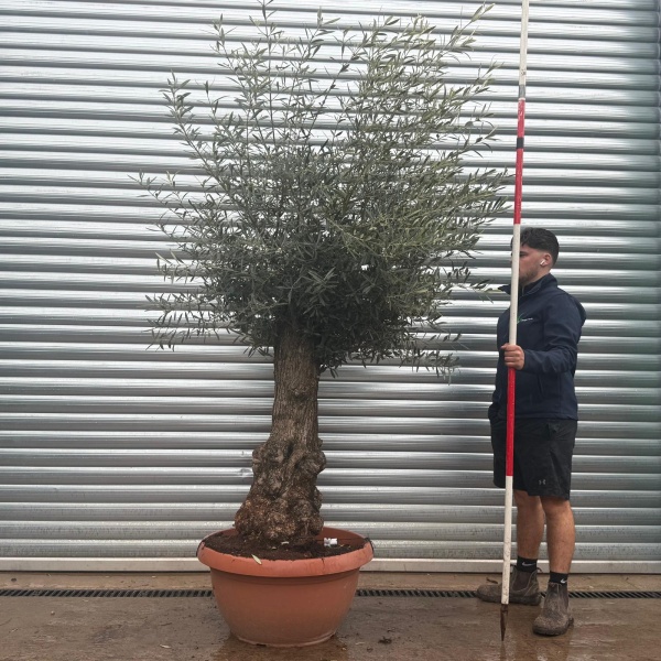Olive Trees | Gnarly Olive Trees | 22257