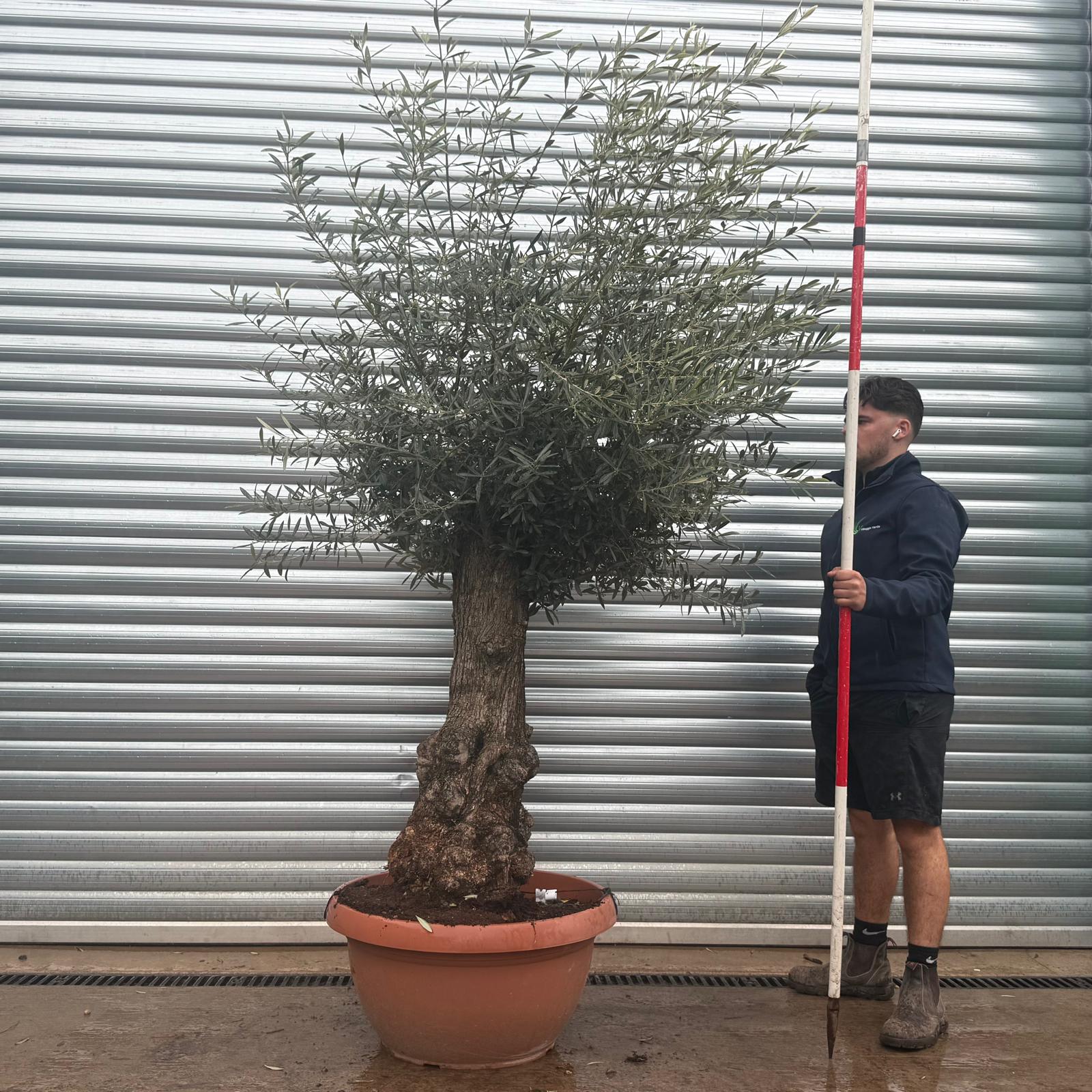 Olive Trees | Gnarly Olive Trees | 22257