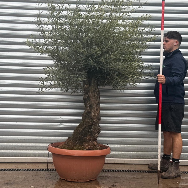 Olive Trees | Gnarly Olive Trees | 22258