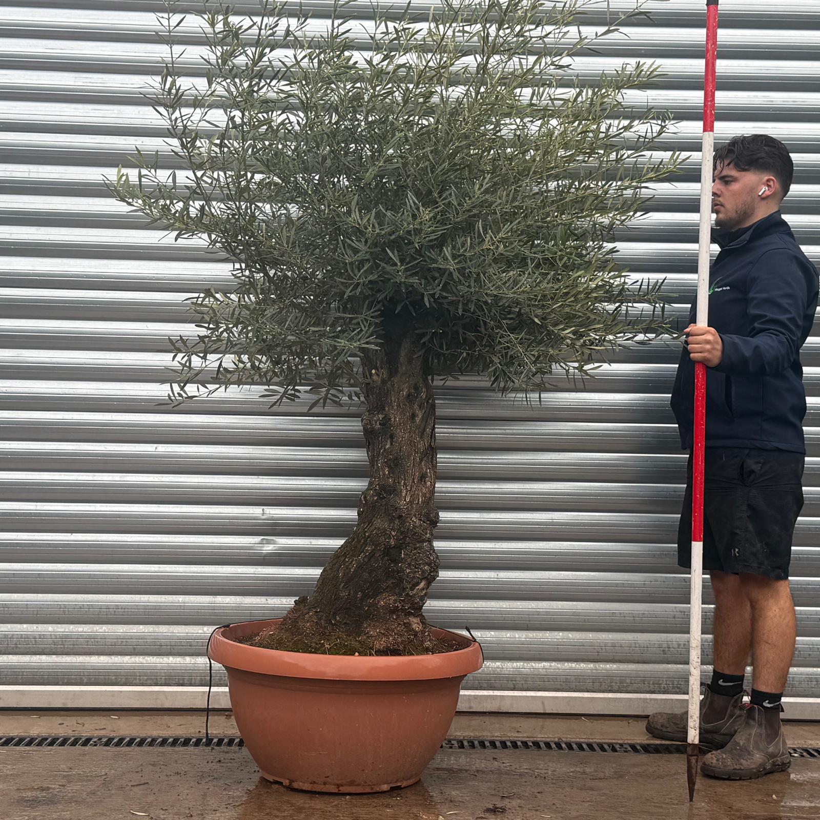 Olive Trees | Gnarly Olive Trees | 22258