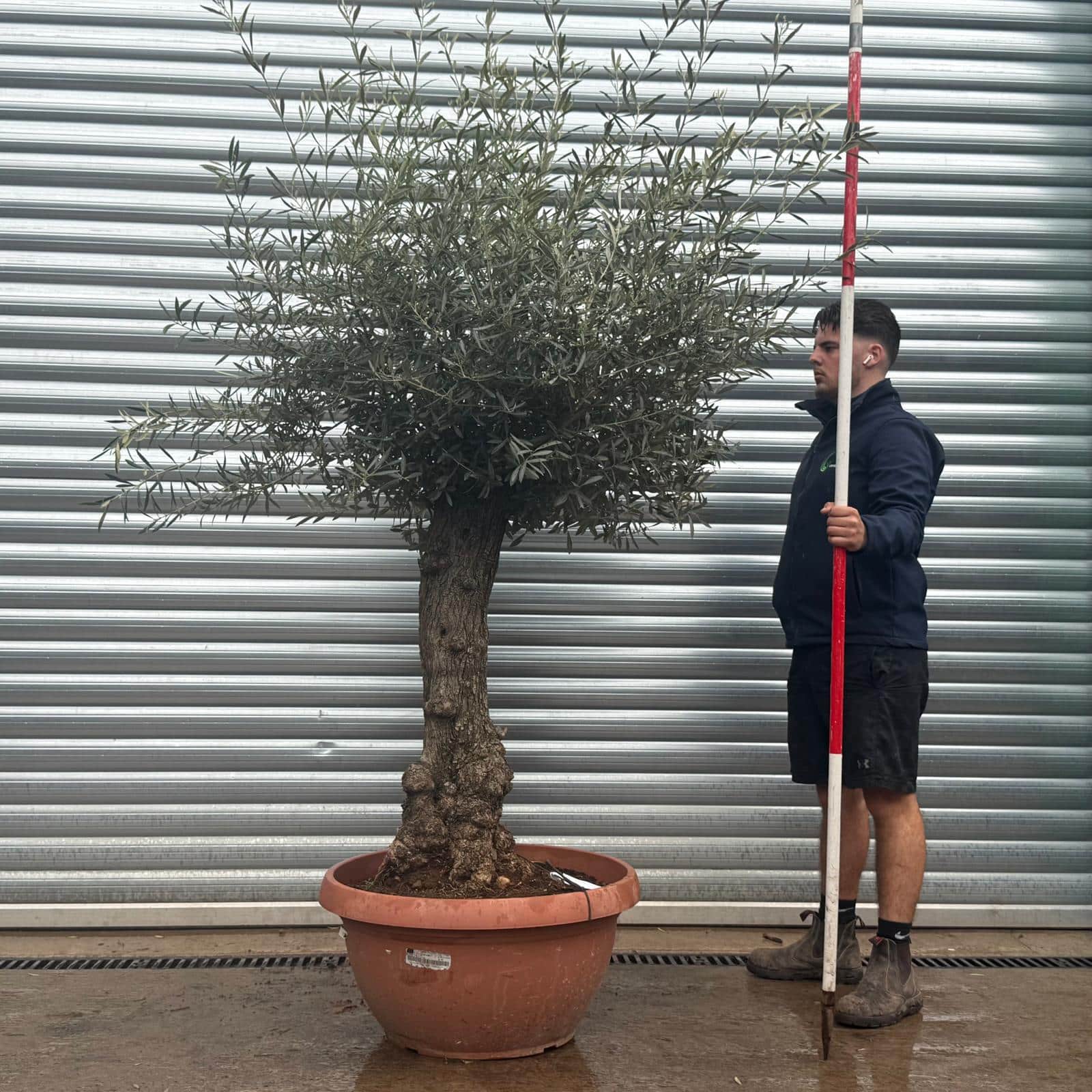 Olive Trees | Gnarly Olive Trees | 22259