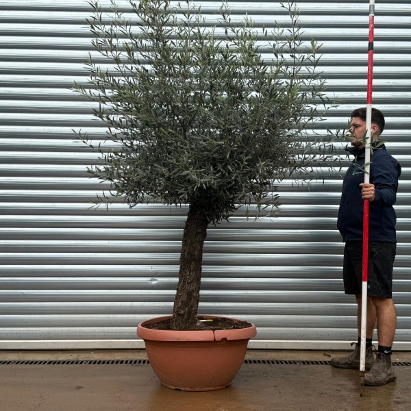Olive Trees | Gnarly Olive Trees | 22260
